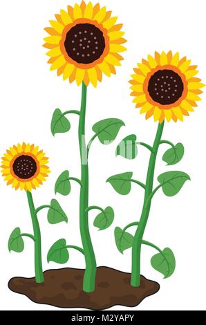 vector cartoon of garden sunflowers grow in soil. summer agriculture illustration. three sunflowers isolated on white background Stock Vector