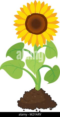 vector cartoon of garden sunflower grow in soil. summer agriculture illustration. sunflower isolated on white background Stock Vector
