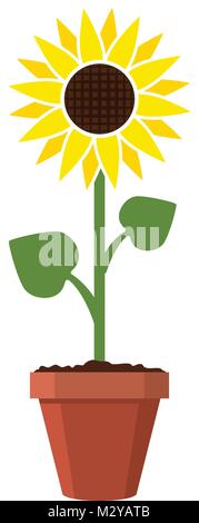 vector cartoon of garden sunflower grow in pot. summer agriculture illustration. sun flower isolated on white background Stock Vector
