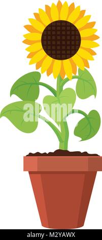vector cartoon of garden sunflower grow in pot. summer agriculture illustration. sun flower isolated on white background Stock Vector