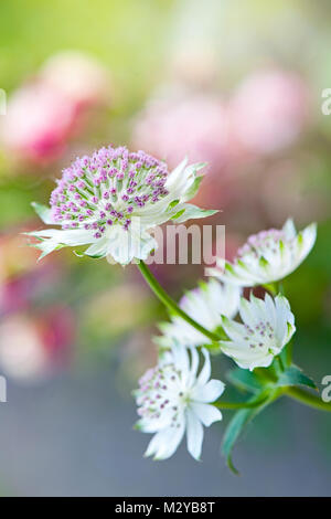 Close-up image of the summer flowering, Pink Astrantia major flowers also known as Masterwort or Hattie's pincushion. Stock Photo