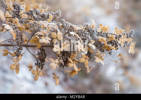 Close-up image of the frosted flower head of Hydrangea paniculata 'Brussels Lace' Stock Photo