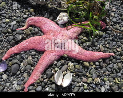 Pink Starfish on pebble beach Stock Photo