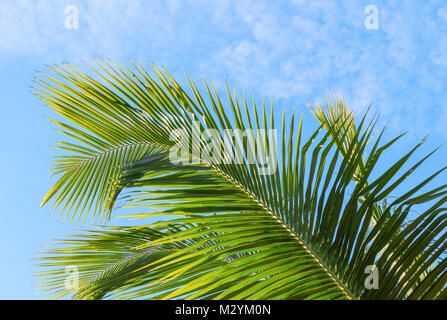Palm leaves in morning sunlight against blue tropical sky with fluffy white clouds. Stock Photo
