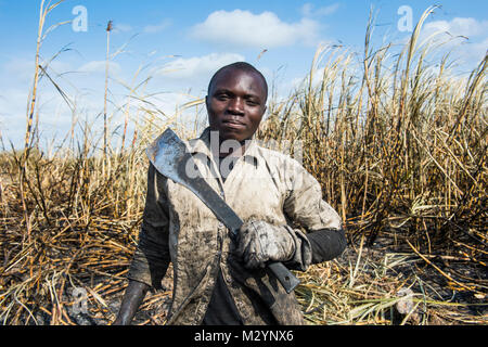 Sugar cane cutter in the burned sugar cane fields, Nchalo, Malawi, Africa Stock Photo