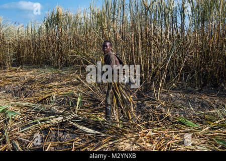 Sugar cane cutter in the burned sugar cane fields, Nchalo, Malawi, Africa Stock Photo