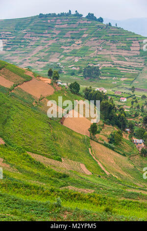 Terraced fields in southwestern Uganda, Africa Stock Photo