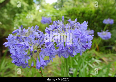 African bluebell (Agapanthus campanulatus), or African lily,  in flower in summer, UK Stock Photo