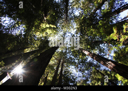 A wide angle shot looking up at the tops of the redwood trees in Muir Woods, San Francisco, California, as the sun's light peeks through the trees. Stock Photo