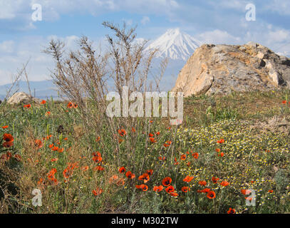 Poppy field and slopes in the Armenian countryside near the Turkish border by the Khor Virap Monastery,Little Ararat mountain in the background Stock Photo