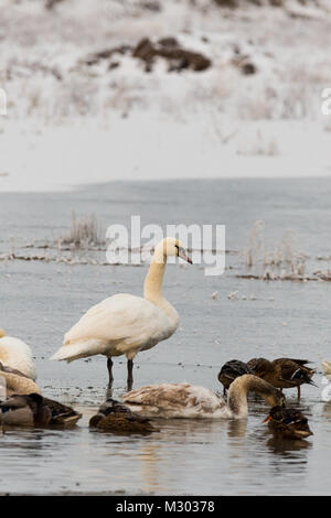 Vertical photo of single white swan which stands on frozen pond in winter time with other birds like ducks. In background is bank with dry grass cover Stock Photo