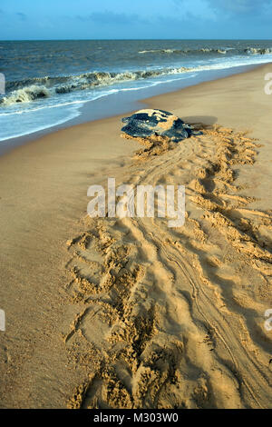 Suriname, Matapica National Park. Leatherback turtle returning to sea after laying eggs. (Dermochelys coriacea). Stock Photo