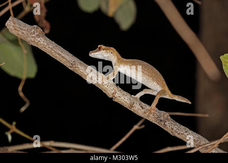 Henkel's Leaf-tailed Gecko (Uroplatus henkeli) adult on branch, Madagascan endemic  Ampijoroa Forest Station, Ankarafantsika Reserve, Madagascar       Stock Photo