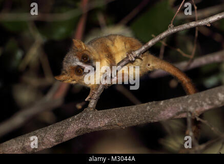 Golden-brown Mouse Lemur (Microcebus ravelobensis) adult on branch at night, Endangered species  Ampijoroa Forest Station, Madagascar       November Stock Photo