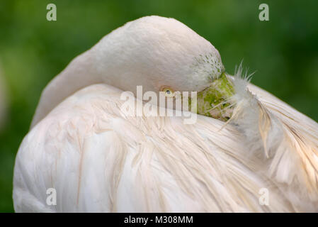 Greater flamingo cleans feathers closeup