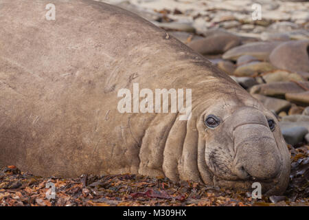 Southern Elephant seal (bull) relaxing on the beach in the Falkland Islands Stock Photo