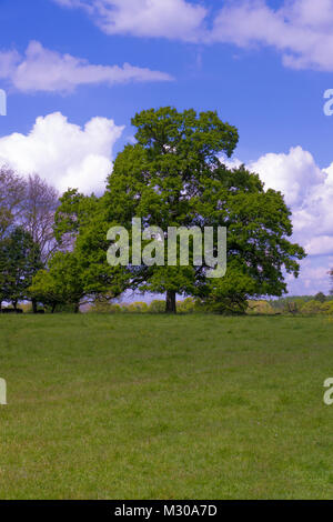 A single English Oak Tree (Quercus robur)  standing in meadow with blue sky and cumulus clouds in background Stock Photo