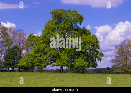 A single English Oak Tree (Quercus robur)  standing in meadow with blue sky and cumulus clouds in background Stock Photo