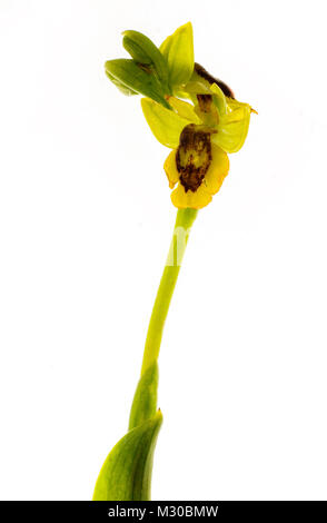 Orchid. Ophrys lutea, a studio work Stock Photo