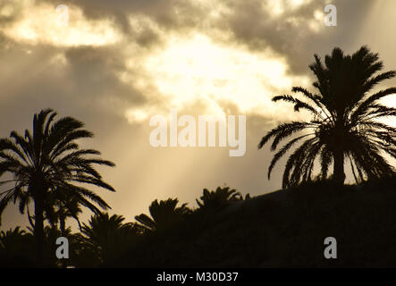 sun shining through the clouds behind som palm trees Stock Photo