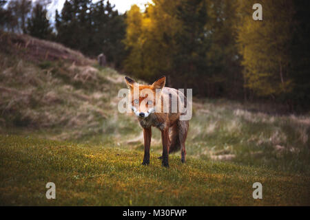 A wild red fox near the village Hirtshals in Denmark Stock Photo