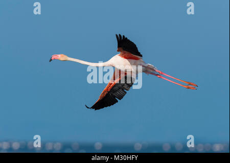 European Flamingo, Great Flamingo, Phoenicopterus roseus, in Flight, Saintes-Maries-de-la-Mer, Parc naturel régional de Camargue, Languedoc Roussillon, France Stock Photo