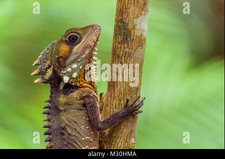 Boyd's Forest Dragon, Hypsilurus boydii, Daintree Rainforest, Cow Bay, Queensland, Australia Stock Photo