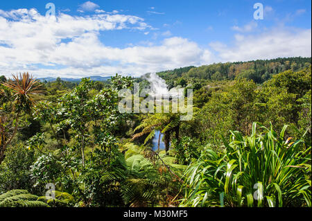 Geysirfield in the lush vegetation of the Te Puia Maori Cultural Center, Roturura, North Island, New Zealand Stock Photo