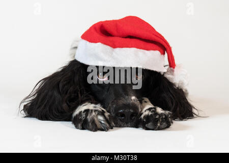 Beautiful female spaniel in a red cap of Santa Claus on white background Stock Photo