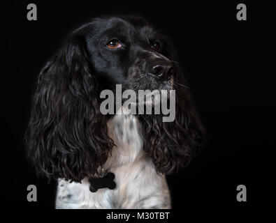 Beautiful female spaniel close-up on black background Stock Photo