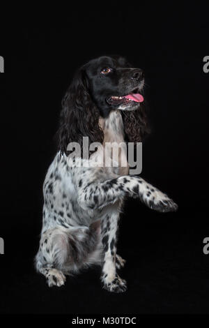 Beautiful female spaniel raises his paw on black background Stock Photo