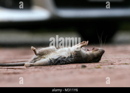 The mouse has been freshly killed by a cat. Room for text over the out of focus car in the background or along the bottom of the image Stock Photo