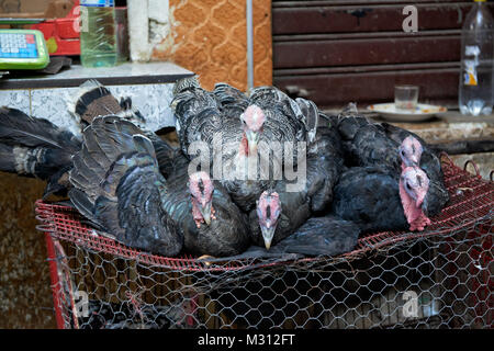 turkeys in old town (medina) of Fez, Morocco, Africa Stock Photo