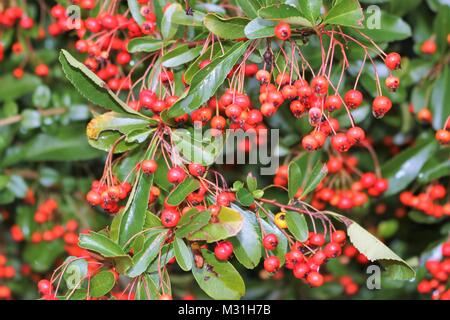 Skimmia japonica Reevesiana in Berry, Red berries and green leaves in Autumn Stock Photo