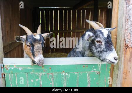 Billy goats at farm sticking their heads over door Stock Photo