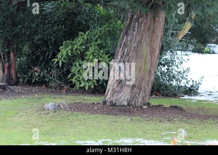 Grey squirrels on and around tree with snow on ground Stock Photo