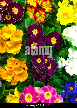 Background of flowers from colorful spring flowers primrose Stock Photo