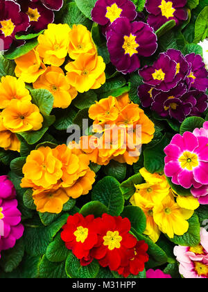 Background of flowers from colorful spring flowers primrose Stock Photo