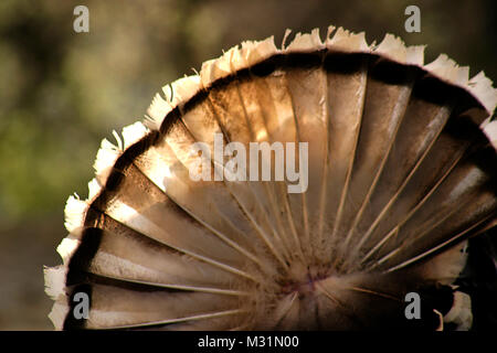 Male domestic turkey displaying its tail's feathers Stock Photo