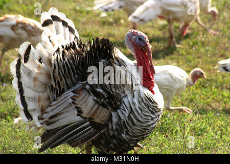 Male domestic turkey in the yard Stock Photo