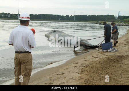 PORTSMOUTH, Va. -- Carlos Quinones, acting facilities director for the Craney  Island Dredged Material Management Area here, looks on as Bernard Jackson, an engineering equipment operator, and Susan Barco, Virginia Aquarium & Marine Science Center stranding response coordinator, attempt to tie a heavy-duty line to a dead 45-foot sei whale Aug. 22, 2014. The whale, which was being pulled onshore for a necropsy, spent a week swimming in the Elizabeth River’s Southern Branch and eventual perished. Through its mandate of keeping the federal navigation channels clear of damaging debris, the Norfolk Stock Photo