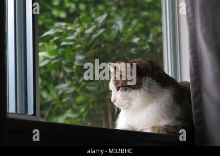 Domestic Cat Sitting On Windowsill Looking Outside Stock Photo