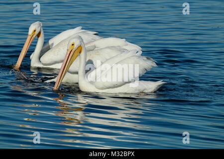 two American white pelicans swimming in the wetlands Stock Photo