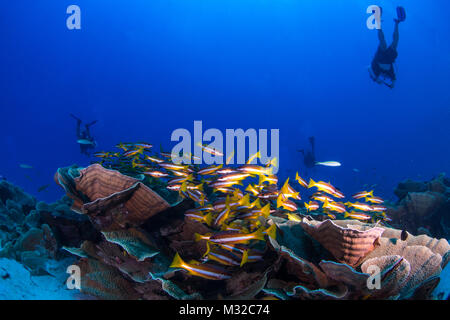 A diver swimming over plate coral with two spot snappers Stock Photo