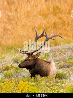 Male American Elk (Cervus canadensis) are on constant alert during the breeding season for other males and will fight to protect their females. Stock Photo