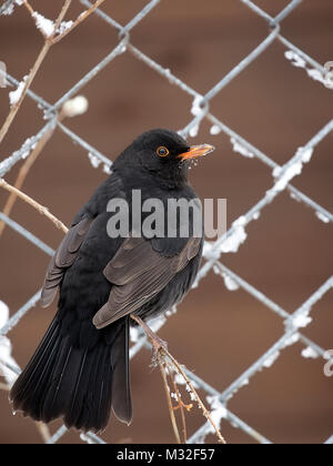 Common Blackbird in winter Stock Photo