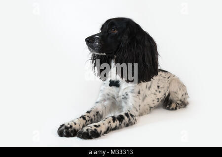 Beautiful female spaniel lies on white background Stock Photo