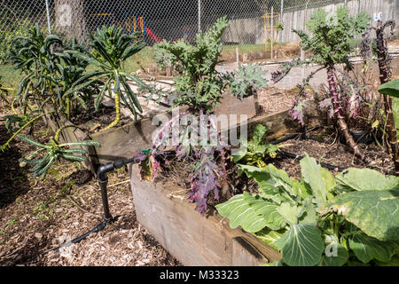 Over-wintered cabbage, red kale and dino kale growing in a springtime garden in Issaquah, Washington, USA