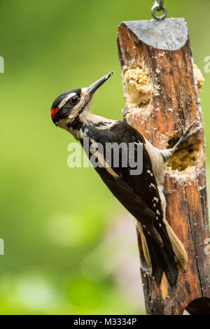 Male Hairy Woodpecker eating from a log suet feeder in springtime in Issaquah, Washington, USA Stock Photo