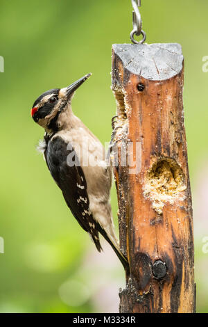 Male Hairy Woodpecker eating from a log suet feeder in springtime in Issaquah, Washington, USA Stock Photo